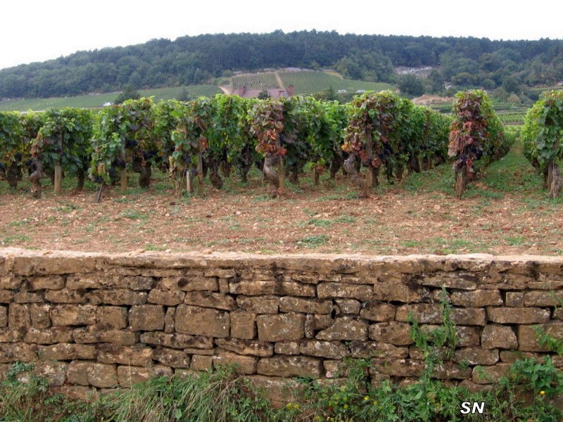 Les Vendanges les-vendanges
